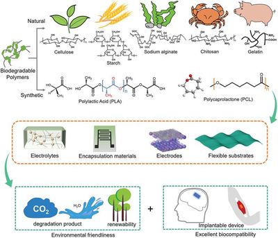 綠色能源新動(dòng)力 生物可降解聚合物在超級電容器中的進(jìn)展與前景